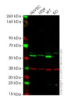 Anti-MLKL antibody [EPR17514](AB184718)