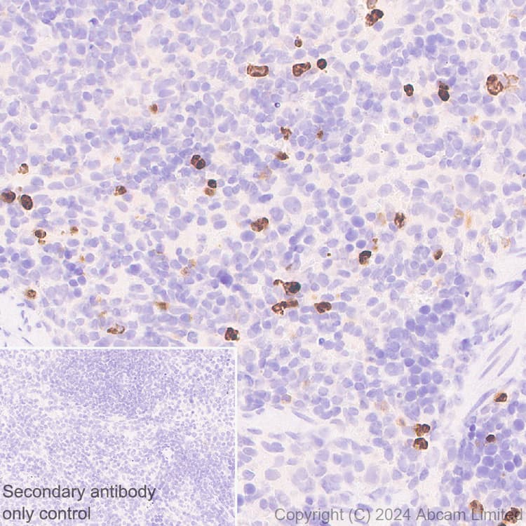 Ykl 40 Chi3l1 Antibody Rm1204 Bsa And Azide Free Ab319165  Immunohistochemistry Formalin Pfa Fixed Paraffin Embedded Sections Img434082
