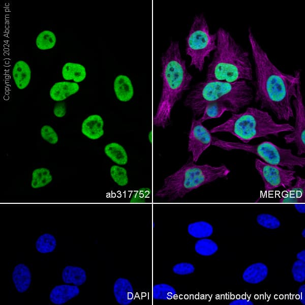 Anti-MCM2 antibody [RM1146] - BSA and Azide free(AB317753)