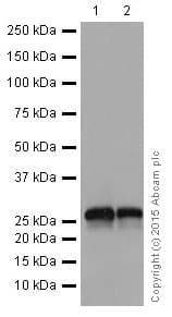 Kcnip4 Antibody Epr18314 Bsa And Azide Free Ab251403  Western Blot Img144038