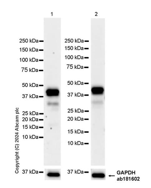 Anti-CEBP Alpha/CEBPA antibody [EPR27924-90](AB317442)