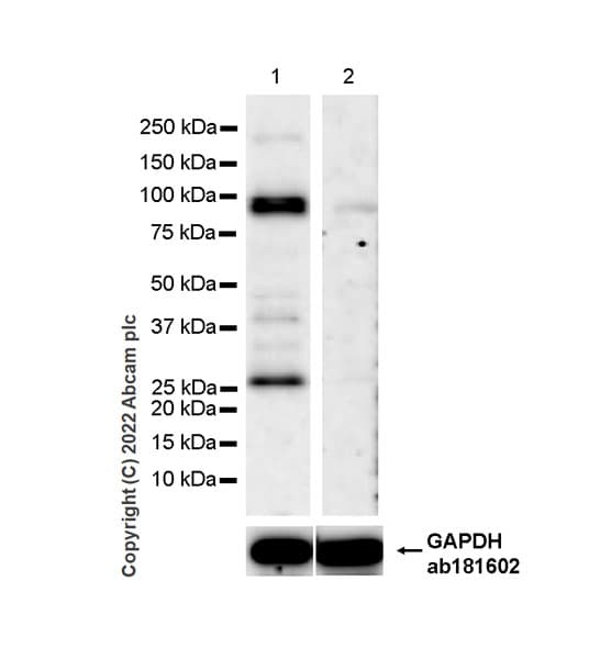 Anti-CDT2/RAMP antibody [EPR26845-75](AB306556)