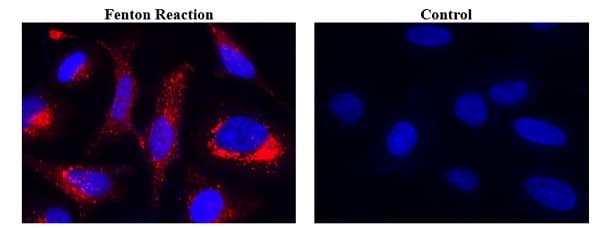 Mitochondrial Hydroxyl Radical Detection Assay Kit(AB219931)