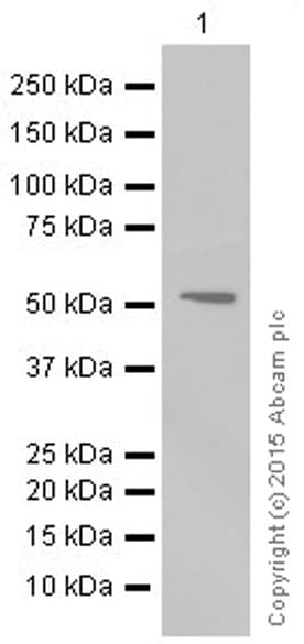 Anti-MMP3 antibody [EP1186Y](AB52915)