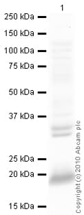 Goat Rabbit Igg H L Hrp Preadsorbed Ab97080  Western Blot Img88103