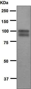 Anti-ADAM15 antibody [EPR5619](AB124698)