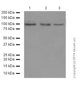 Anti-Amyloid Precursor Protein antibody [Y188](AB32136)