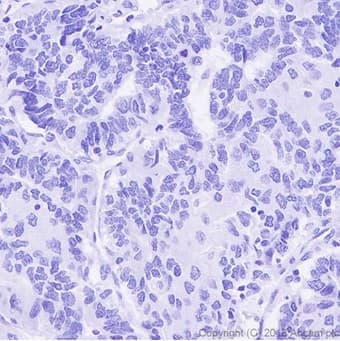 Anti-DDDDK tag (Binds to FLAG® tag sequence) antibody [EPR20018-251] - BSA and Azide free(AB236777)