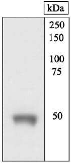 Mu Opioid Receptor Antibody Ab17934  Western Blot Img107698