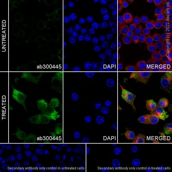 Anti-TREX1 antibody [EPR25101-12] (BSA and Azide free)(AB300446)