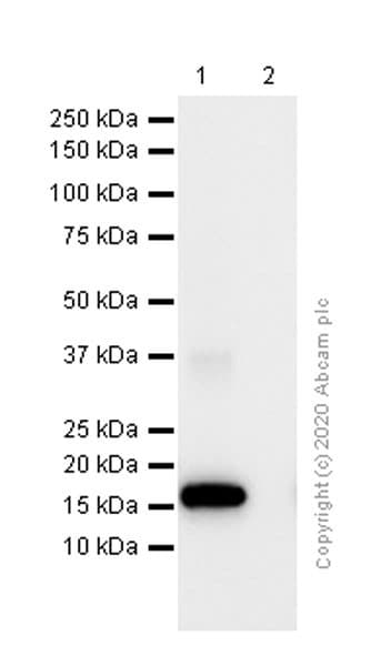 Eif5a Antibody Ep527y Bsa And Azide Free Ab247255  Western Blot Img7231