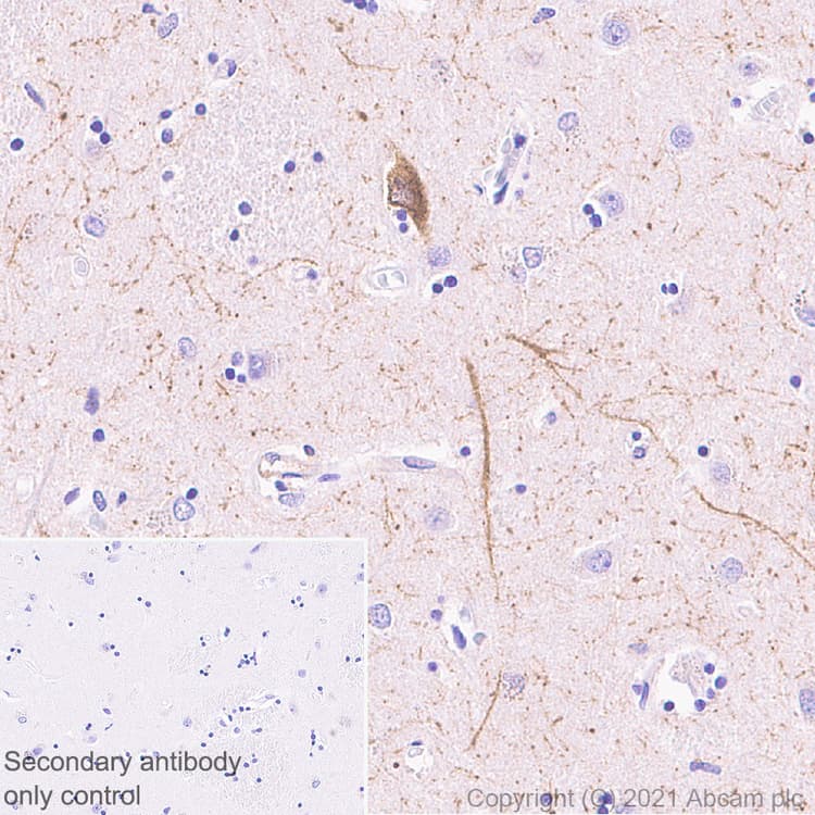 Anti-nNOS (neuronal) antibody [EPR24351-6] - BSA and Azide free(AB281832)