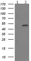 Anti-H-protein antibody [OTI3G1](AB156763)