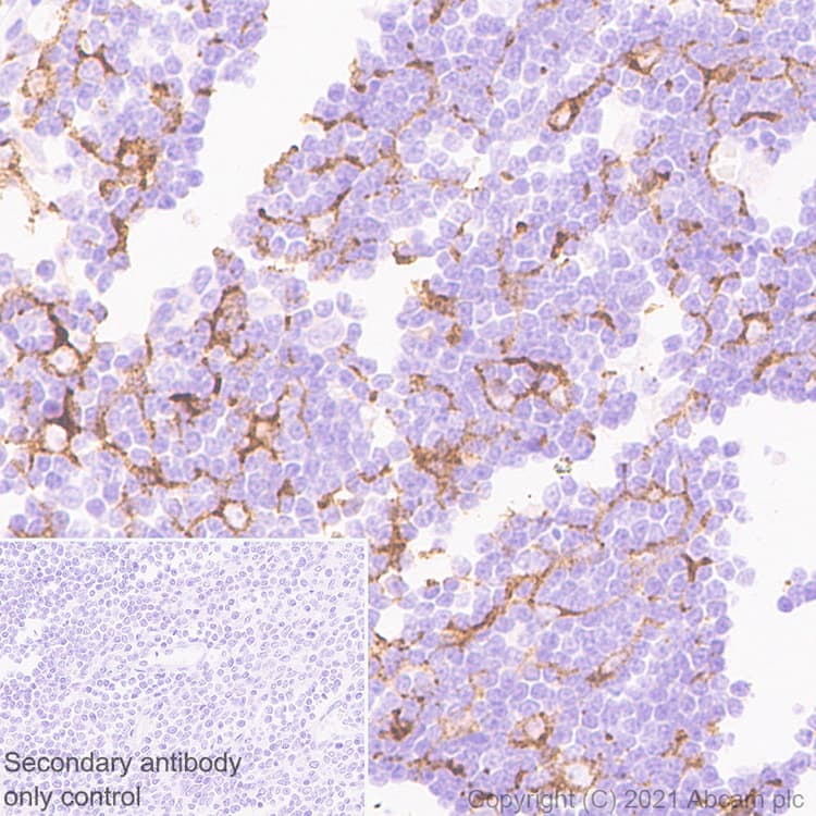 Ly75 Dec 205 Antibody Epr5233 Ab124897  Immunohistochemistry Formalin Pfa Fixed Paraffin Embedded Sections Img164449