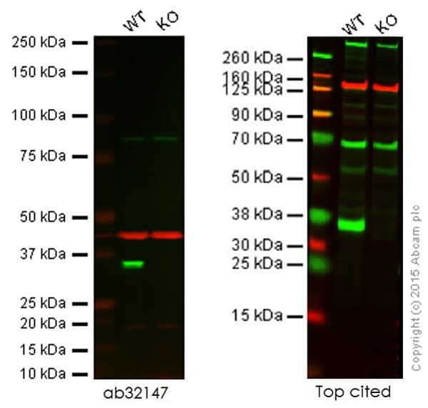 Anti-Cdk2 antibody [E304](AB32147)
