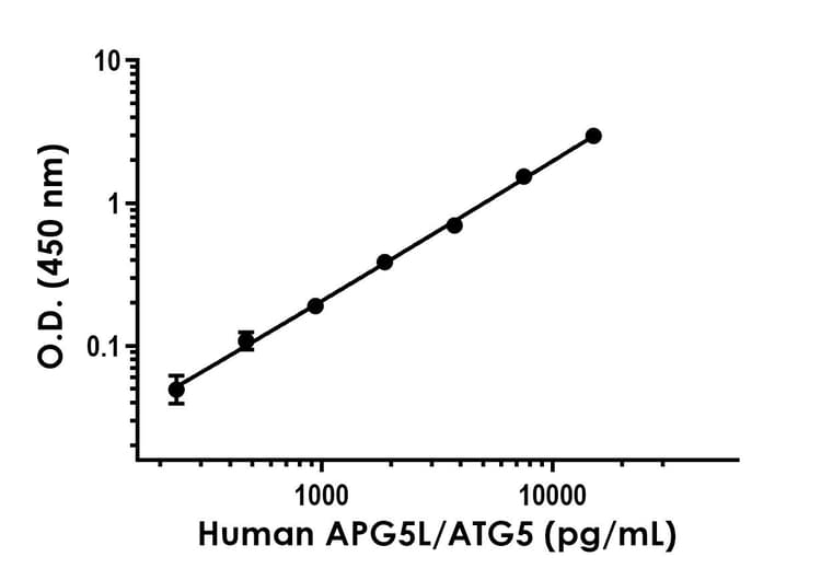 Anti-APG5L/ATG5 antibody [EPR24305-56] - BSA and Azide free (Capture)(AB277690)