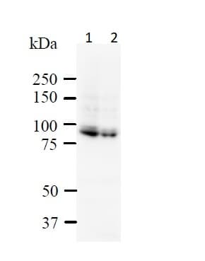 Anti-SATB1 + SATB2 antibody [SATBA4B10] - C-terminal(ab51502)