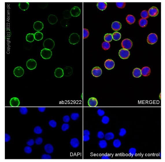 Anti-CD36 antibody [EPR22509-40](ab252922)