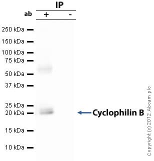Anti-Cyclophilin B antibody(AB16045)