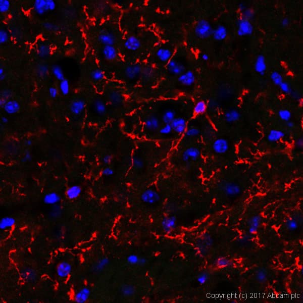 Microglia Marker (CD11b, CD45, Iba1, TMEM119) Antibody Sampler Panel(ab226482)