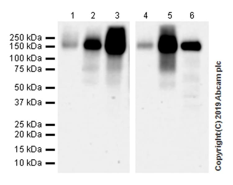 Cd103 Antibody Epr22590 27 Ab224202  Western Blot Img29224