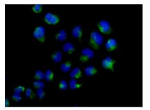 Psme2 Antibody Epr14931 Bsa And Azide Free Ab250700  Immunocytochemistry Immunofluorescence Img53107
