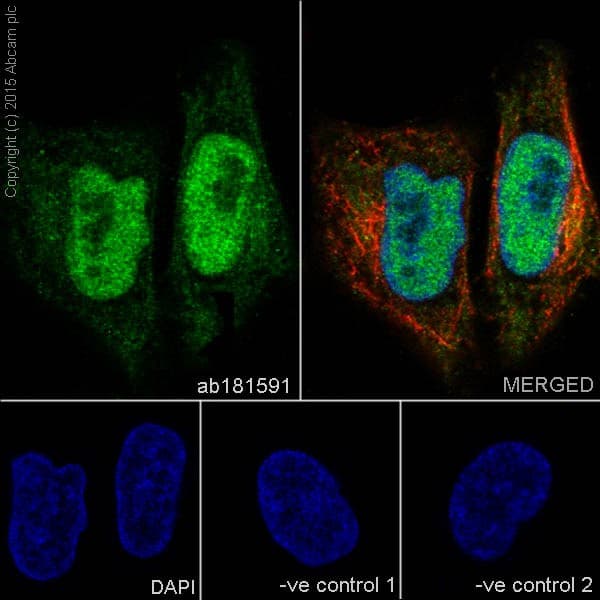 Cyclin A2 Antibody Epr17351 Bsa And Azide Free Ab231164  Immunocytochemistry Immunofluorescence Img41579