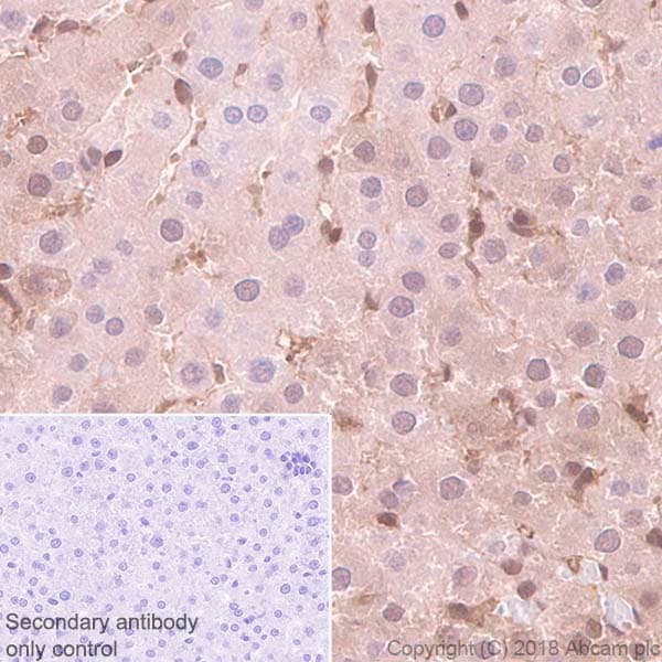 Anti-Proteasome 20S LMP2 antibody [EPR22042](AB242061)