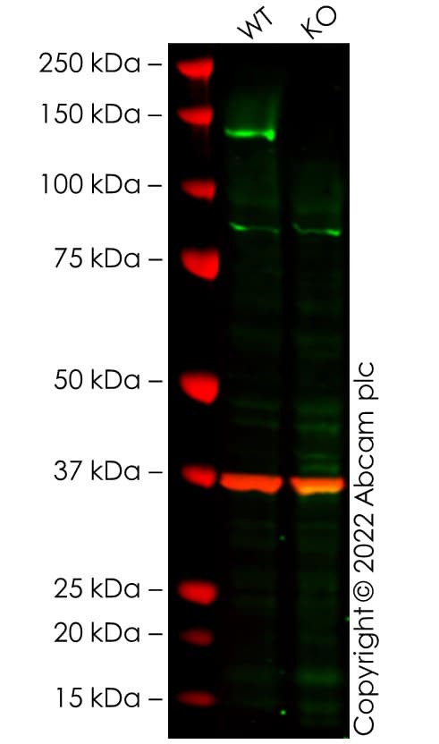 Anti-TLR9 antibody [EPR14964-2](AB187148)