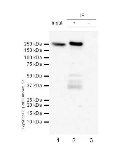 Anti-non-muscle Myosin IIB/MYH10 antibody [EPR22564-23](AB230823)