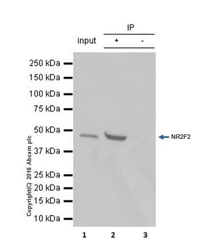 Anti-NR2F2 antibody [EPR18443] - BSA and Azide free(AB240387)