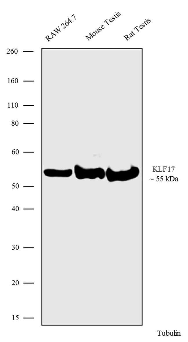 Klf17 Antibody Rp23040191 Ab308133  Western Blot Img406963