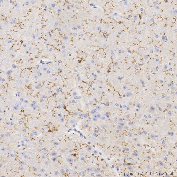 Anti-TMEM119 antibody [28-3] - Microglial marker(AB209064)