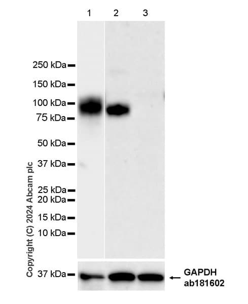 Cd34 Antibody Rm2052 Bsa And Azide Free Ab317589  Western Blot Img431317