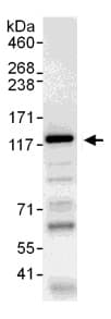 Anti-WWP1 antibody(AB104440)
