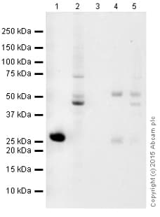 Magnetic beads Anti-GFP VHH Single Domain antibody(AB193983)