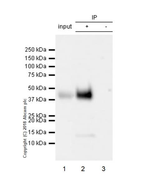 Anti-CD28 antibody [EPR22076](AB243228)