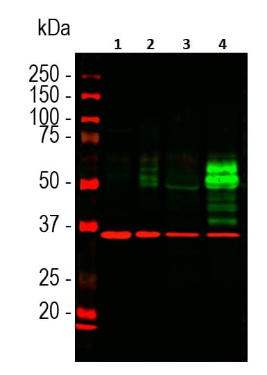 Anti-c-Fos antibody [2H2](AB208942)