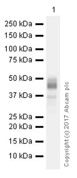 Anti-Sp7 / Osterix antibody [EPR21034](AB209484)