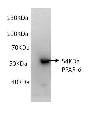 Anti-PPAR delta antibody(AB23673)