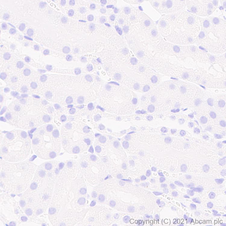 Anti-TPH2 antibody [EPR25100-29] - BSA and Azide free(AB288068)