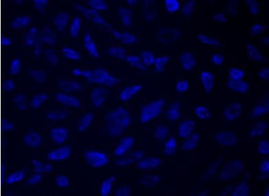 Mitochondrial Staining Kit - Blue - Cytopainter(AB219939)
