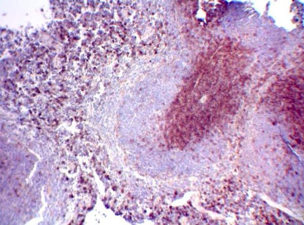 Anti-CD3 epsilon antibody(ab5690)