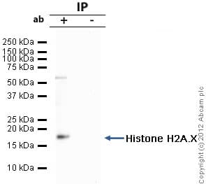 Anti-Histone H2A.X antibody - ChIP Grade(AB20669)