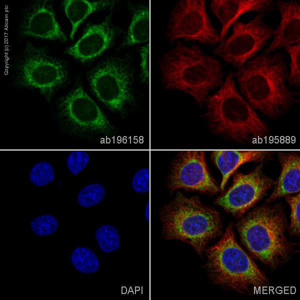 Alexa Fluor® 488 Anti-Calreticulin antibody [EPR3924] - ER Marker(AB196158)