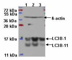 Anti-LC3B antibody - Autophagosome Marker(AB48394)