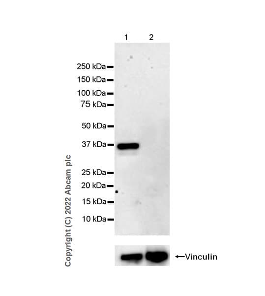 Anti-HuD antibody [EPR26472-54] (BSA and Azide free)(AB302515)