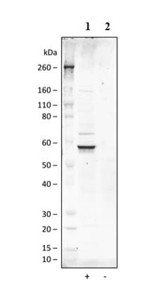 Anti-AKT1 (phospho S473) antibody [AktS473-B9](ab278559)