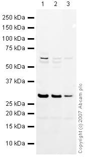 Anti-HMGB1 antibody(AB18256)