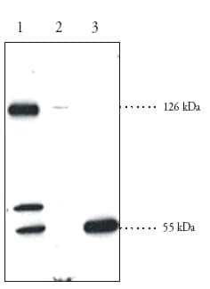 Anti-SREBP2 antibody(AB30682)